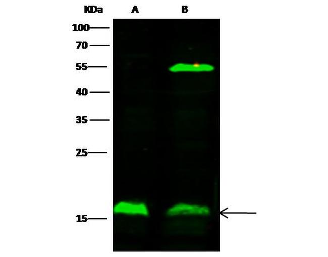 alpha Synuclein Antibody in Western Blot (WB)