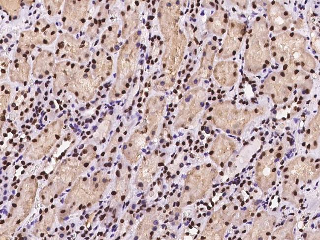 SSB Antibody in Immunohistochemistry (Paraffin) (IHC (P))