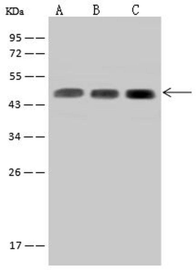 SUCLA2 Antibody in Western Blot (WB)