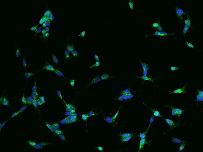 Synaptotagmin 4 Antibody in Immunocytochemistry (ICC/IF)