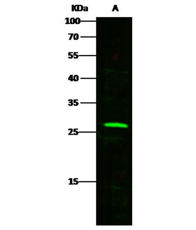 TNF alpha Antibody in Western Blot (WB)