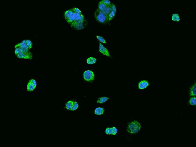 TRAP1 Antibody in Immunocytochemistry (ICC/IF)