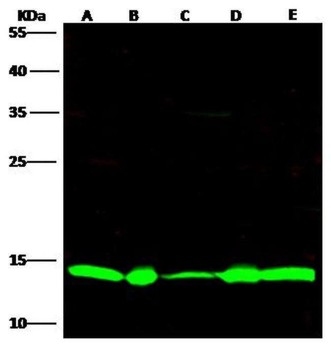 Thioredoxin 1 Antibody in Western Blot (WB)