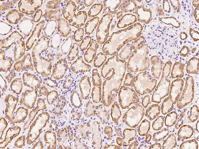 ZNF234 Antibody in Immunohistochemistry (Paraffin) (IHC (P))