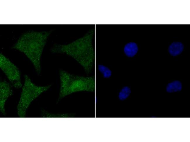 HMGB2 Antibody in Immunocytochemistry (ICC/IF)