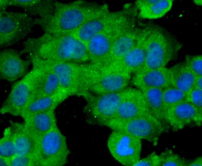 BMAL1 Antibody in Immunocytochemistry (ICC/IF)