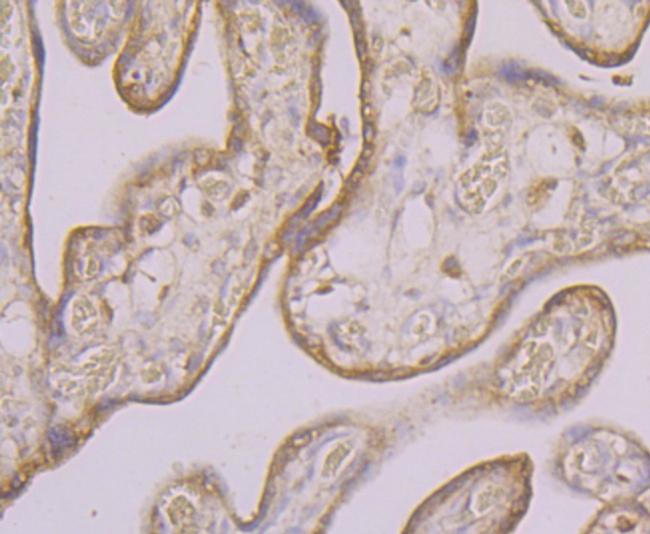 KCNK1 Antibody in Immunohistochemistry (Paraffin) (IHC (P))