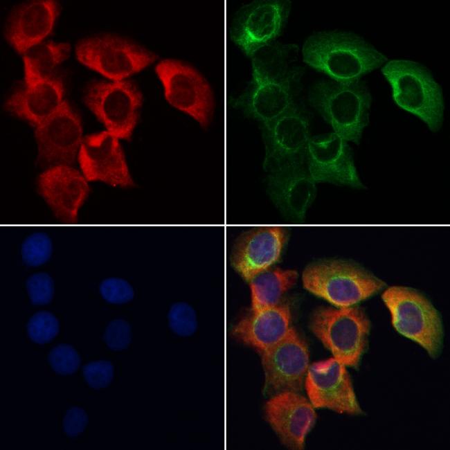 SENP8 Antibody in Immunocytochemistry (ICC/IF)