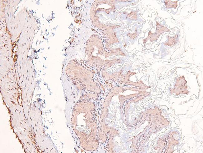 Phospho-eIF2b epsilon (Ser525) Antibody in Immunohistochemistry (Paraffin) (IHC (P))