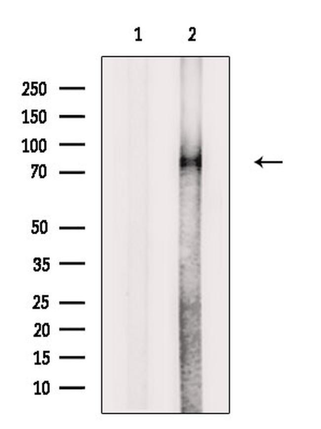 Phospho-p73 (Thr86) Antibody in Western Blot (WB)