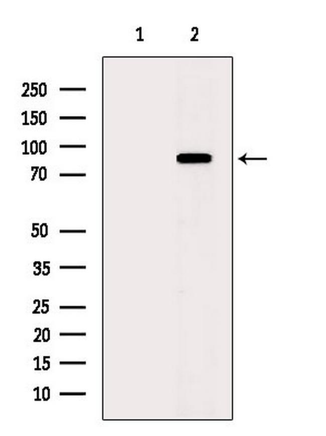 Phospho-TRIM28 (Ser824) Antibody in Western Blot (WB)