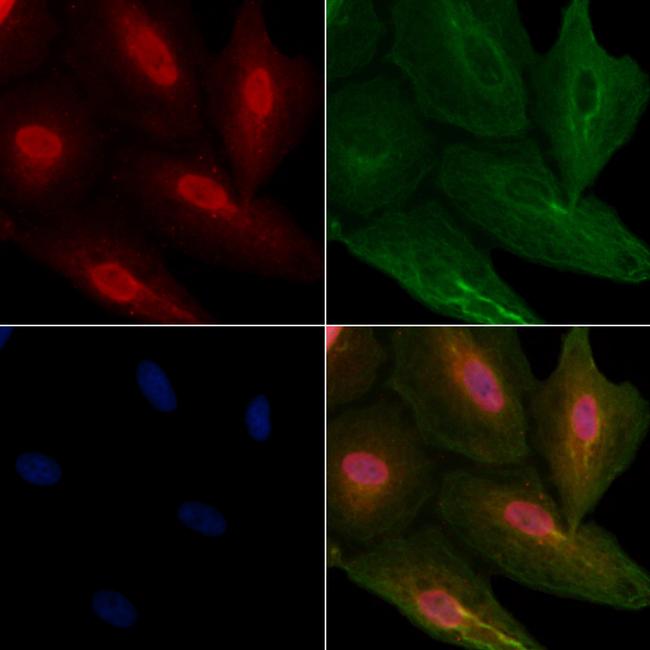 HnRNP Q Antibody in Immunocytochemistry (ICC/IF)