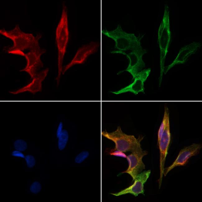 CKMT2 Antibody in Immunocytochemistry (ICC/IF)