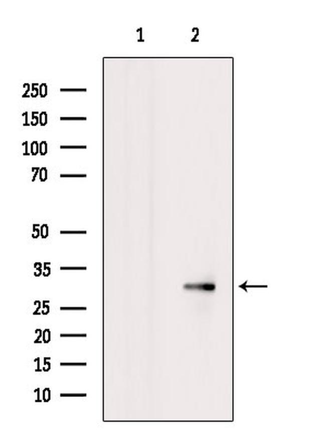 Nodal Antibody in Western Blot (WB)