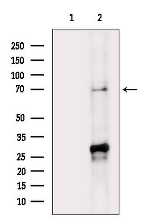 SEMA3A Antibody in Western Blot (WB)