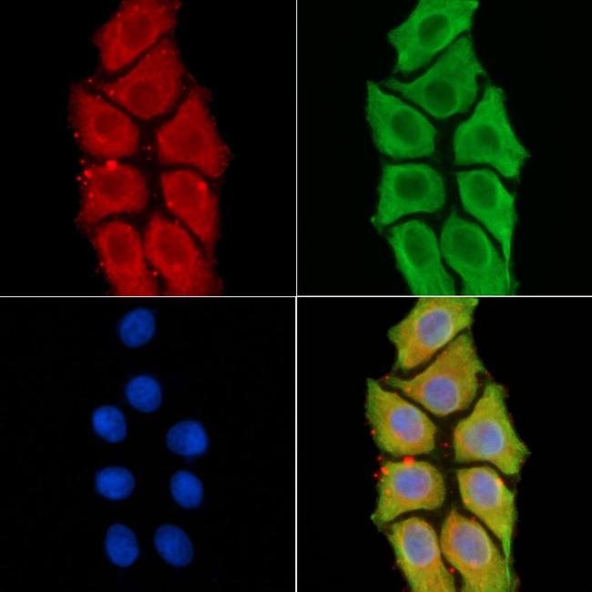 SEMA3F Antibody in Immunocytochemistry (ICC/IF)