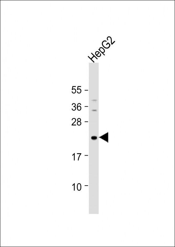 Neurogenin 1 Antibody in Western Blot (WB)