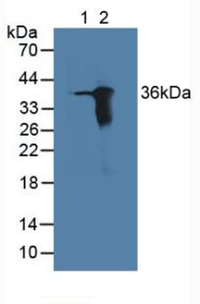 AK1BA Antibody in Western Blot (WB)