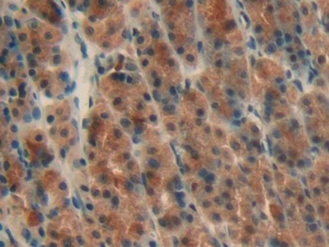 AHSP Antibody in Immunohistochemistry (Paraffin) (IHC (P))