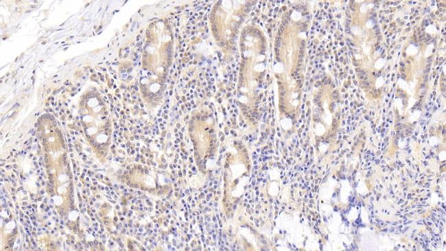 APOA4 Antibody in Immunohistochemistry (Paraffin) (IHC (P))