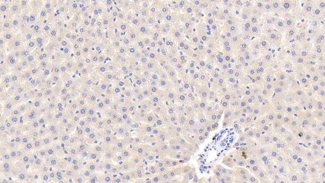 APOA5 Antibody in Immunohistochemistry (Paraffin) (IHC (P))