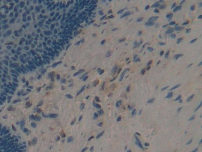 APOF Antibody in Immunohistochemistry (Paraffin) (IHC (P))