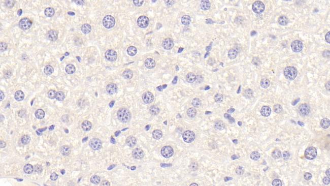 APOF Antibody in Immunohistochemistry (Paraffin) (IHC (P))