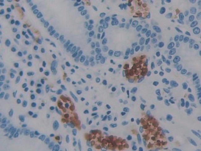 AIF Antibody in Immunohistochemistry (Paraffin) (IHC (P))