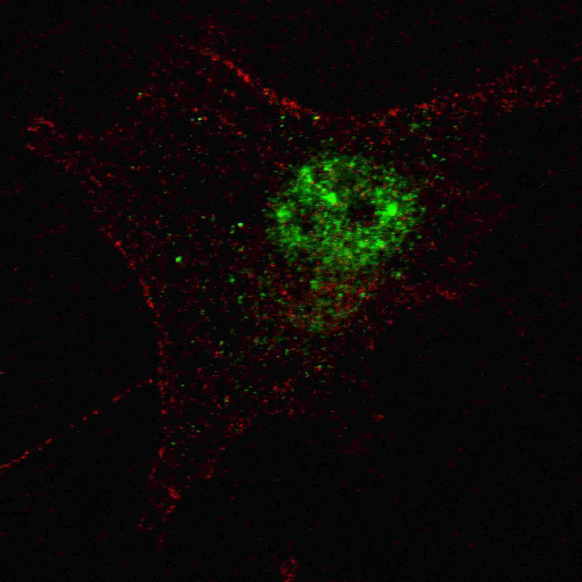 PDX1 Antibody in Immunocytochemistry (ICC/IF)