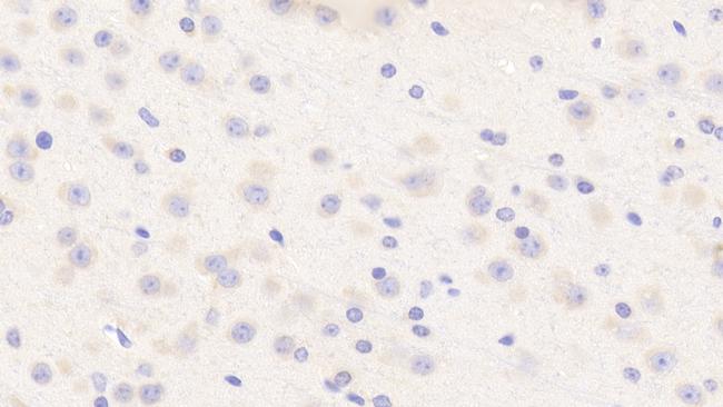 Aurora C Antibody in Immunohistochemistry (Paraffin) (IHC (P))