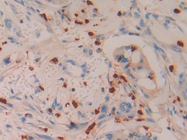 Azurocidin Antibody in Immunohistochemistry (Paraffin) (IHC (P))