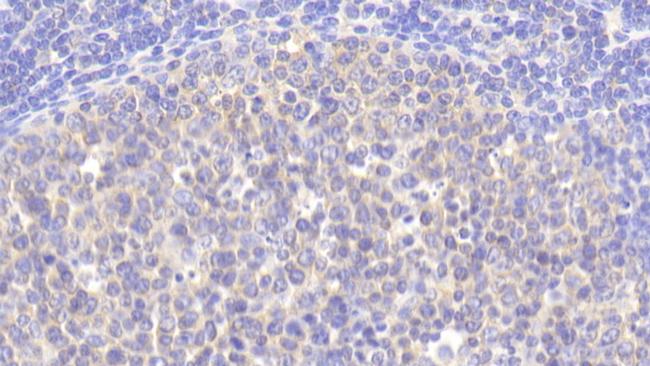 Biliverdin Reductase Antibody in Immunohistochemistry (Paraffin) (IHC (P))