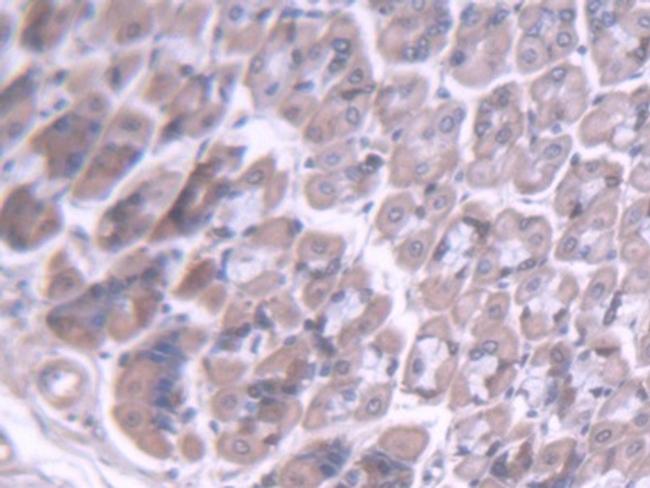 BMPER Antibody in Immunohistochemistry (Paraffin) (IHC (P))