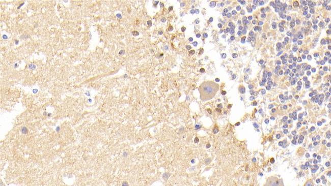 CAMLG Antibody in Immunohistochemistry (Paraffin) (IHC (P))