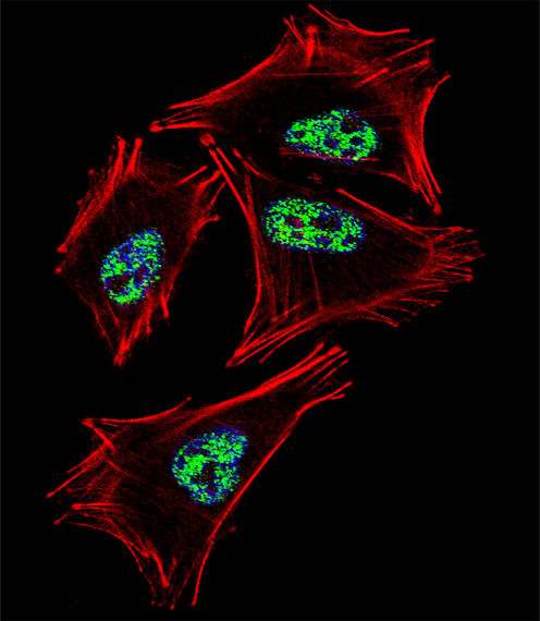 PROX1 Antibody in Immunocytochemistry (ICC/IF)