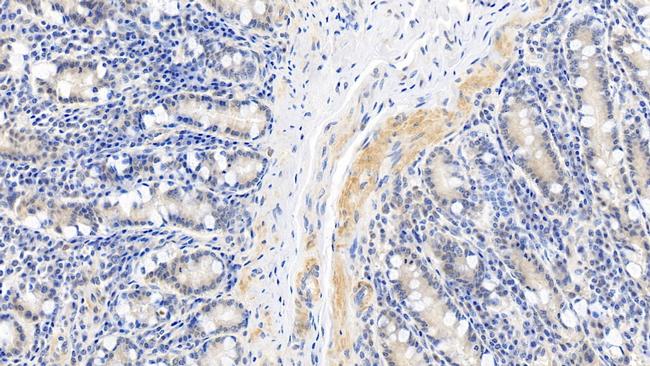 Caspase 1 Antibody in Immunohistochemistry (Paraffin) (IHC (P))