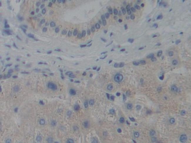 CENPH Antibody in Immunohistochemistry (Paraffin) (IHC (P))