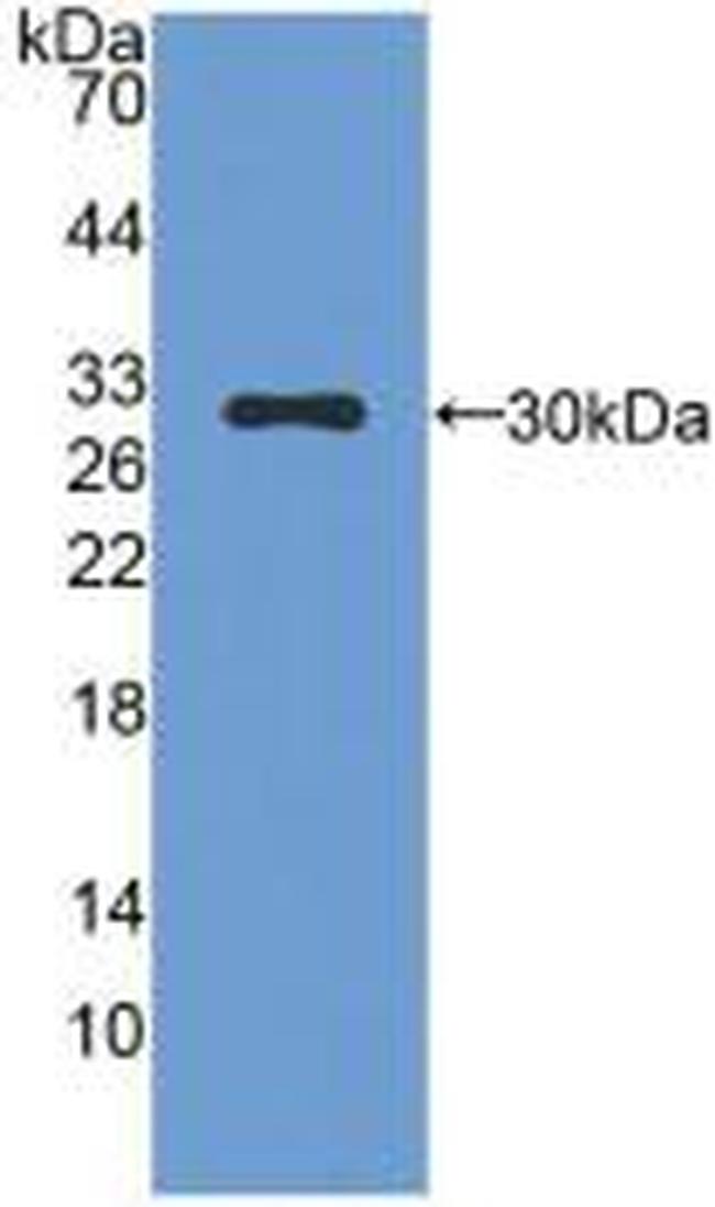 Mast Cell Chymase Antibody in Western Blot (WB)