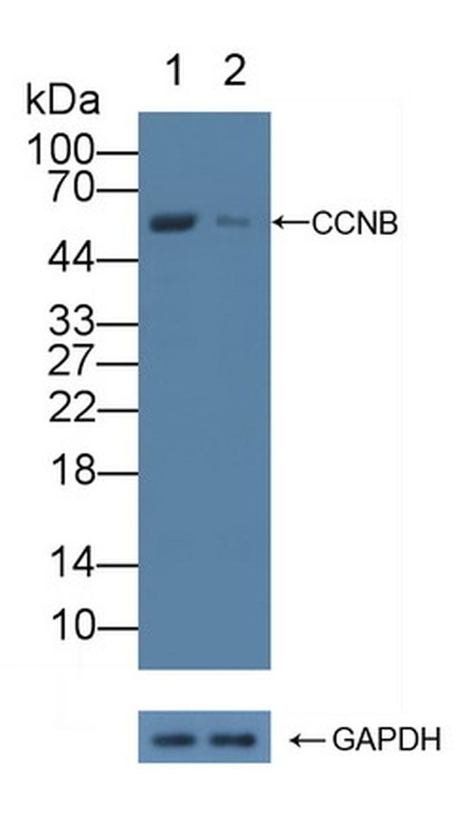 Cyclin B1 Antibody in Western Blot (WB)