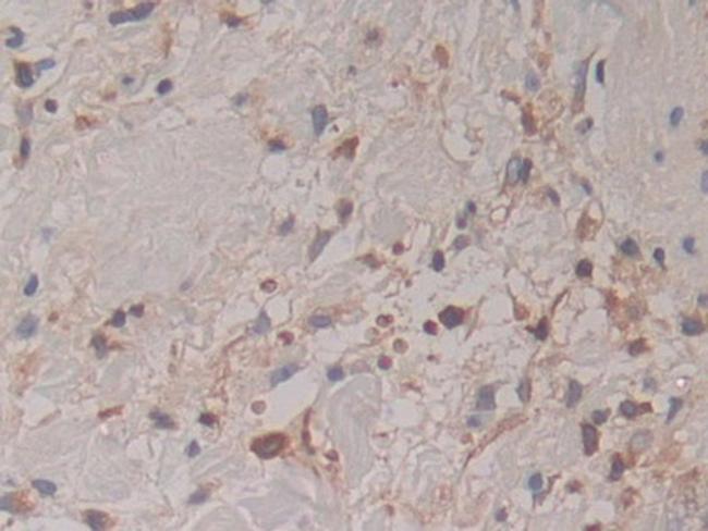 Cytohesin 1 Antibody in Immunohistochemistry (Paraffin) (IHC (P))