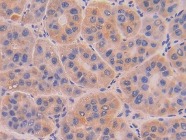 DNase I Antibody in Immunohistochemistry (Paraffin) (IHC (P))