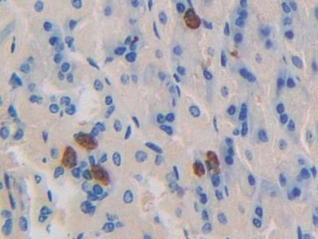 Dynamin 1 Antibody in Immunohistochemistry (Paraffin) (IHC (P))