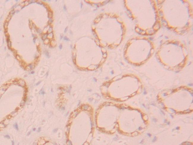 FGL1 Antibody in Immunohistochemistry (Paraffin) (IHC (P))