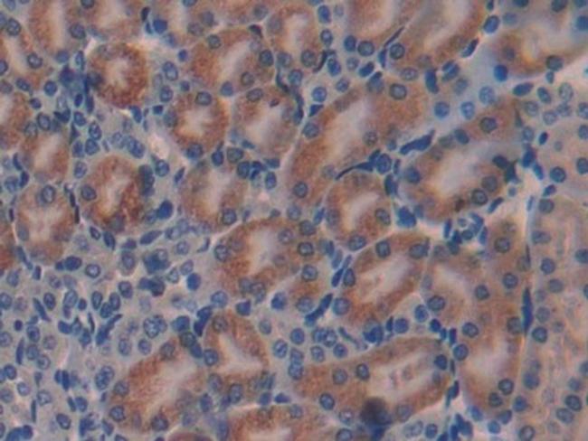 GAL Antibody in Immunohistochemistry (Paraffin) (IHC (P))