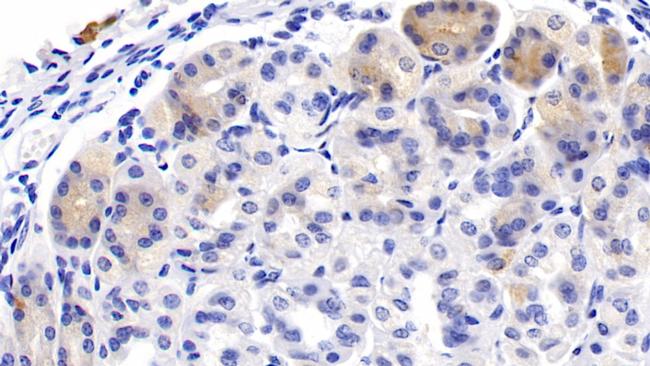 DHH Antibody in Immunohistochemistry (Paraffin) (IHC (P))