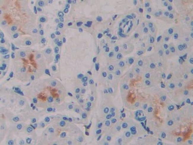 IFNA4 Antibody in Immunohistochemistry (Paraffin) (IHC (P))