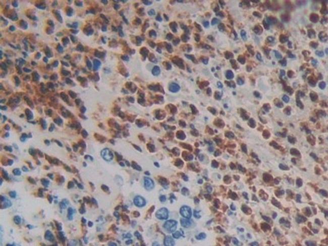 MASP1 Antibody in Immunohistochemistry (Paraffin) (IHC (P))