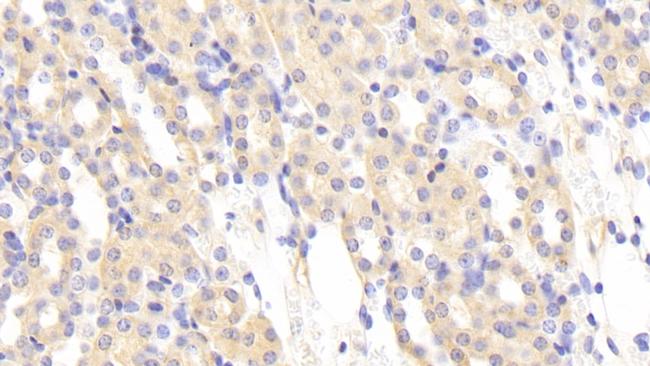 MASP1 Antibody in Immunohistochemistry (Paraffin) (IHC (P))