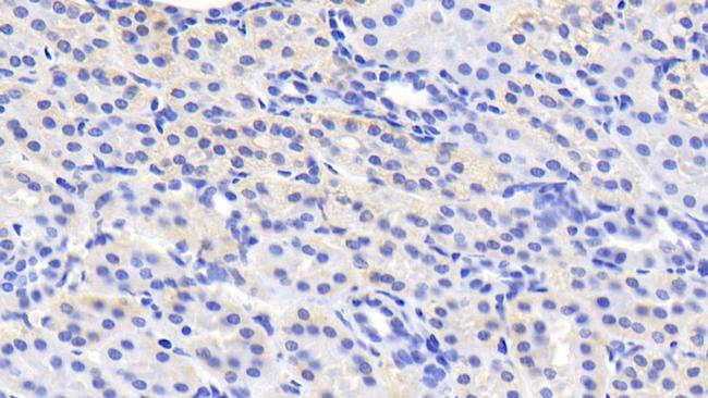 MSRA Antibody in Immunohistochemistry (Paraffin) (IHC (P))