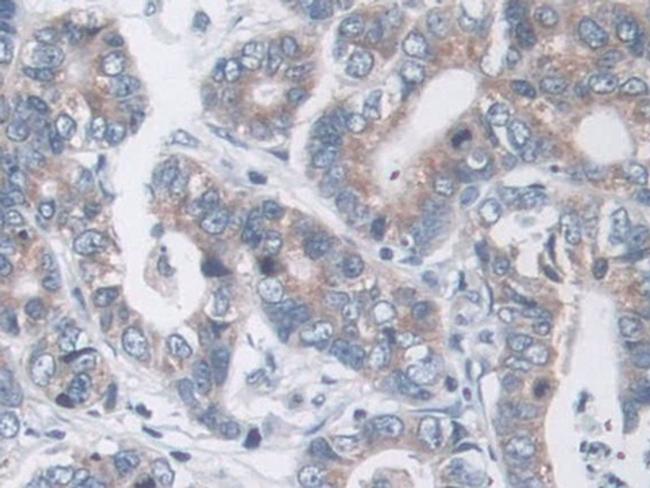 MOSC1 Antibody in Immunohistochemistry (Paraffin) (IHC (P))